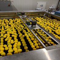 Lemon fruit drying after surface washing at a packinghouse in California. Post-harvest processing can prevent the spread of citrus pests and diseases.USDA photo by Angela McMellen Brannigan. Original public domain image from Flickr