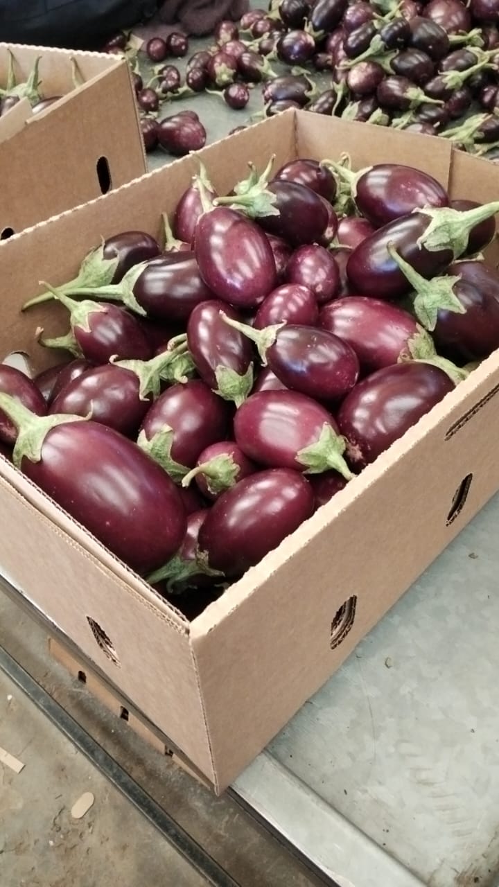 forever green growers (7)