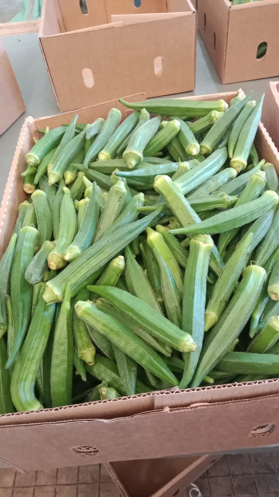 forever green growers (8)